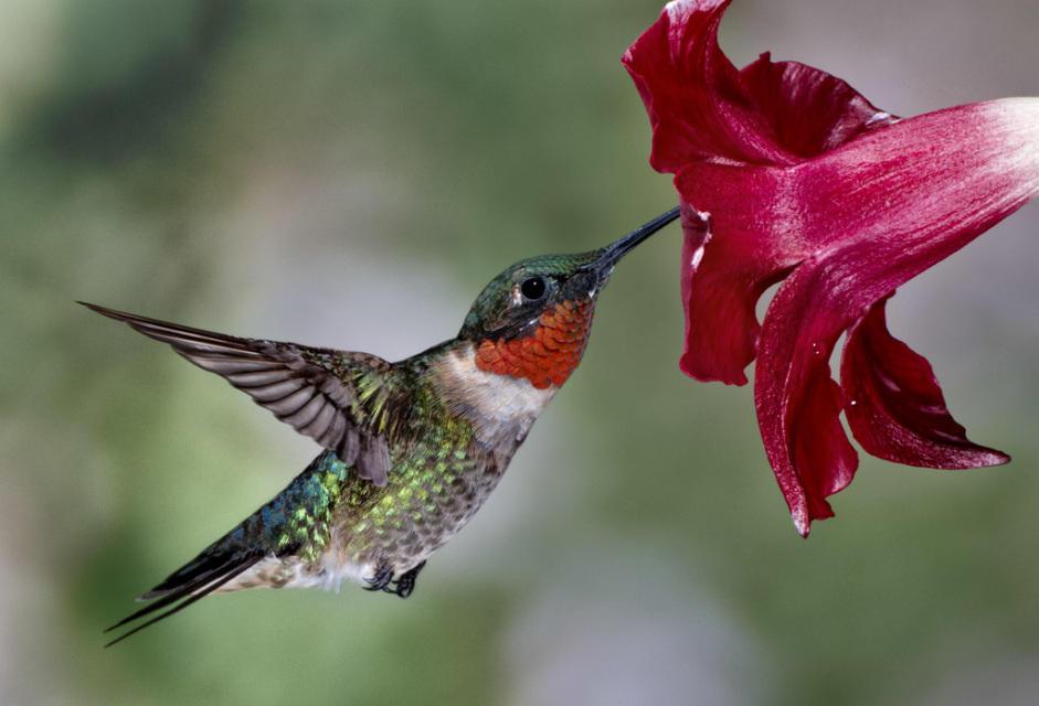 ruby throated hummingbird Ruby-throated hummingbirds are solitary adults of this species are not social, other than during courtship (which lasts a few minutes) the female also cares for her offspring both males and females of any age are aggressive toward other hummingbirds they may defend territories, such as a feeding. ruby throated hummingbird Ruby-throated hummingbirds are solitary adults of this species are not social, other than during courtship (which lasts a few minutes) the female also cares for her offspring both males and females of any age are aggressive toward other hummingbirds they may defend territories, such as a feeding.