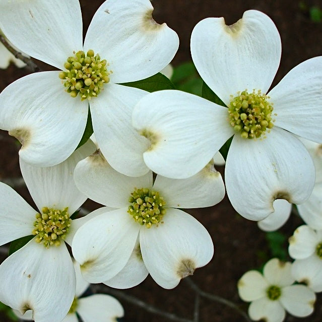 Dogwood Blossom Set